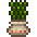 Seaweed Planter in Terraria